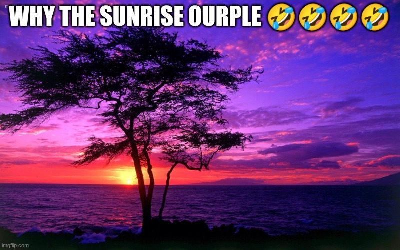 sunrise ourple beauty | WHY THE SUNRISE OURPLE 🤣🤣🤣🤣 | image tagged in sunrise purple beauty | made w/ Imgflip meme maker