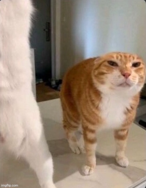 Me rn | image tagged in schizophrenic cat pdf | made w/ Imgflip meme maker