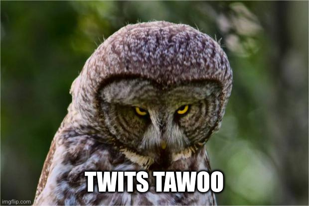 Seriously Owl | TWITS TAWOO | image tagged in seriously owl | made w/ Imgflip meme maker