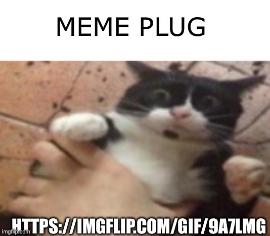 https://imgflip.com/gif/9a7lmg | MEME PLUG; HTTPS://IMGFLIP.COM/GIF/9A7LMG | image tagged in cat caught in 4 k | made w/ Imgflip meme maker