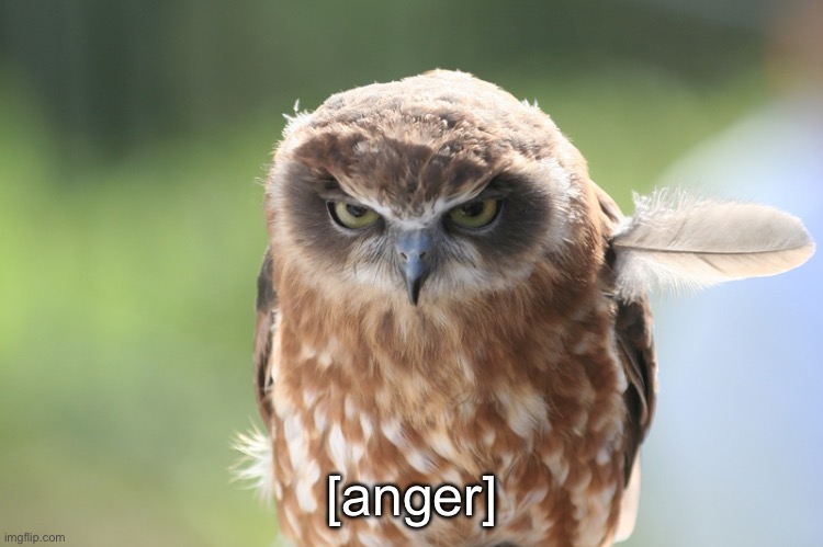 angry owl | [anger] | image tagged in angry owl | made w/ Imgflip meme maker