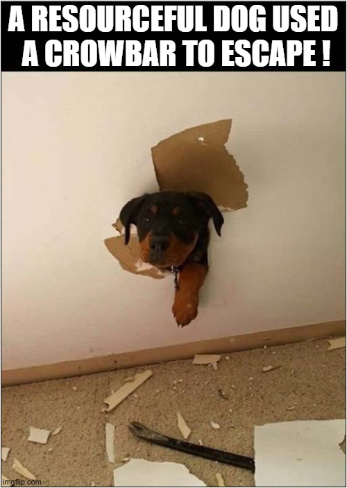 Hello There ! | A RESOURCEFUL DOG USED 
A CROWBAR TO ESCAPE ! | image tagged in dogs,hello there,crowbar,escape | made w/ Imgflip meme maker