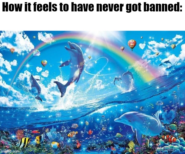 Happy dolphin rainbow | How it feels to have never got banned: | image tagged in happy dolphin rainbow | made w/ Imgflip meme maker