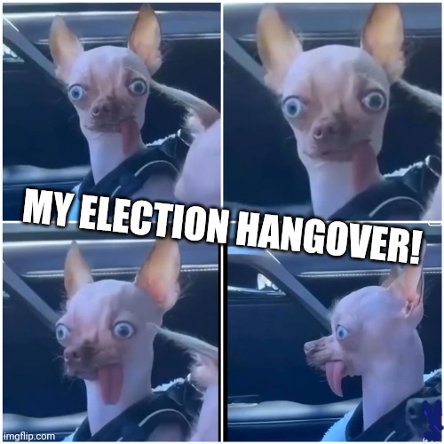 Chihuahua Hangover | MY ELECTION HANGOVER! | image tagged in ptsd chihuahua,funny dog | made w/ Imgflip meme maker