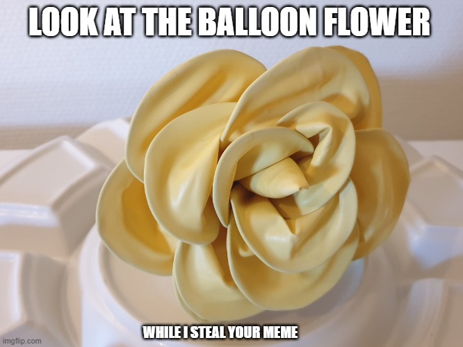 Balloon flower | LOOK AT THE BALLOON FLOWER; WHILE I STEAL YOUR MEME | image tagged in balloon flower | made w/ Imgflip meme maker