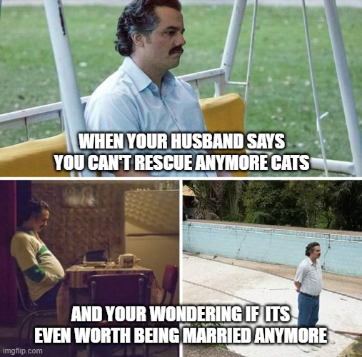 rescue cats | WHEN YOUR HUSBAND SAYS YOU CAN'T RESCUE ANYMORE CATS; AND YOUR WONDERING IF  ITS EVEN WORTH BEING MARRIED ANYMORE | image tagged in memes,sad pablo escobar,rescue,cats | made w/ Imgflip meme maker