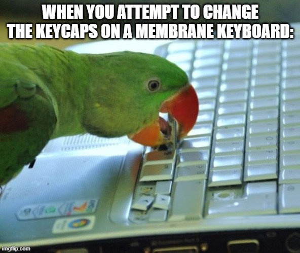 membrane keyboard troubles | WHEN YOU ATTEMPT TO CHANGE THE KEYCAPS ON A MEMBRANE KEYBOARD: | image tagged in parrot pc,membrane keyboard,pcmasterracememes,keyswapping | made w/ Imgflip meme maker