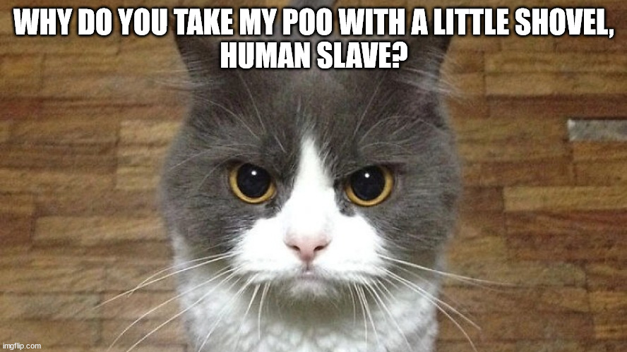 The cat who love his poo | WHY DO YOU TAKE MY POO WITH A LITTLE SHOVEL,
HUMAN SLAVE? | image tagged in cats,funny,poop | made w/ Imgflip meme maker