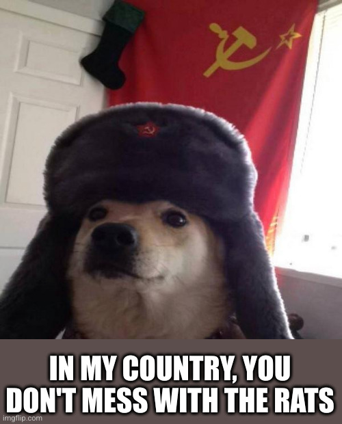 Russian Doge | IN MY COUNTRY, YOU DON'T MESS WITH THE RATS | image tagged in russian doge | made w/ Imgflip meme maker