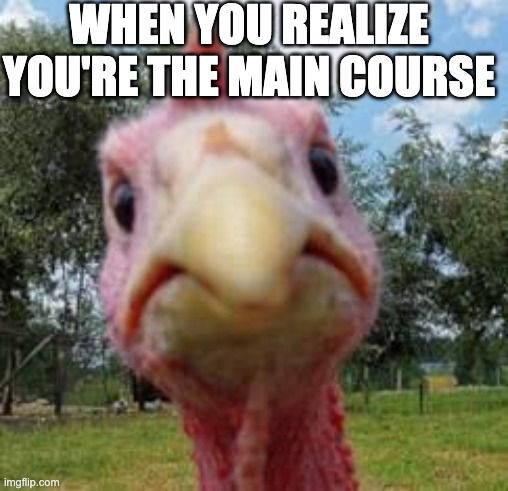 turkey | WHEN YOU REALIZE YOU'RE THE MAIN COURSE | image tagged in turkey | made w/ Imgflip meme maker