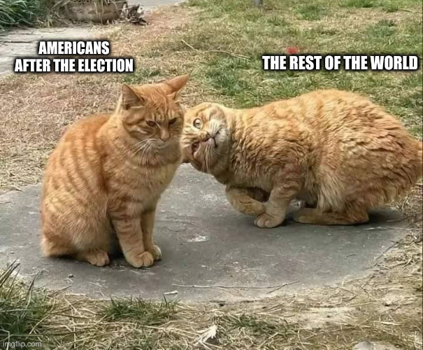 america vs rest of the world (cat staring) | THE REST OF THE WORLD; AMERICANS AFTER THE ELECTION | image tagged in cat staring at cat | made w/ Imgflip meme maker