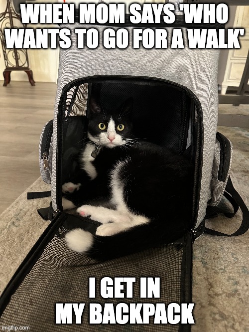 Leon in backpack | WHEN MOM SAYS 'WHO WANTS TO GO FOR A WALK'; I GET IN MY BACKPACK | image tagged in cute cat | made w/ Imgflip meme maker