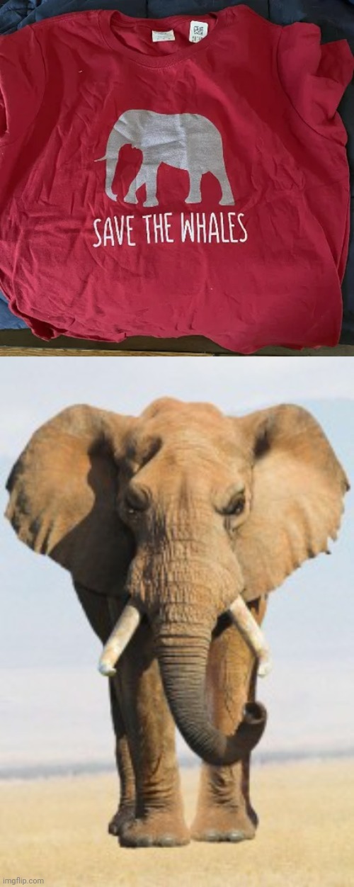 Elephant | image tagged in angry elephant,shirt,elephants,elephant,you had one job,memes | made w/ Imgflip meme maker