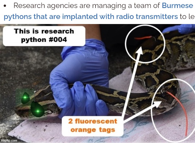 Warning: Snek is Federal Agent | image tagged in snake,fbi,research,spy,snek | made w/ Imgflip meme maker