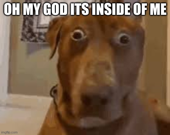 o god | OH MY GOD ITS INSIDE OF ME | image tagged in oh no | made w/ Imgflip meme maker