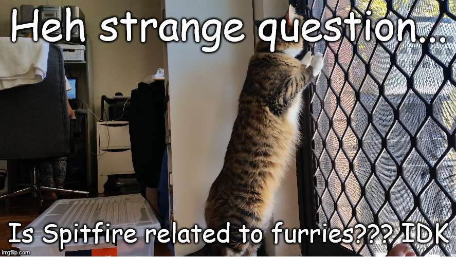 Dont ask what Spitfire is doing i cant answer that... | Heh strange question... Is Spitfire related to furries??? IDK | image tagged in meow,owo | made w/ Imgflip meme maker