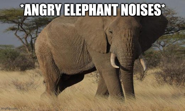 angry elephant | *ANGRY ELEPHANT NOISES* | image tagged in angry elephant | made w/ Imgflip meme maker