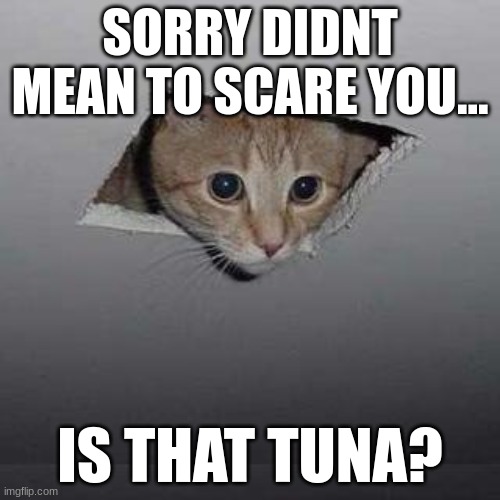 Ceiling Cat | SORRY DIDNT MEAN TO SCARE YOU... IS THAT TUNA? | image tagged in memes,ceiling cat | made w/ Imgflip meme maker