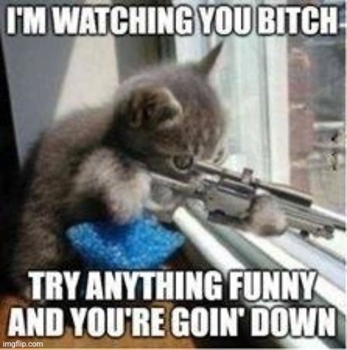 I am watching you | image tagged in cats | made w/ Imgflip meme maker