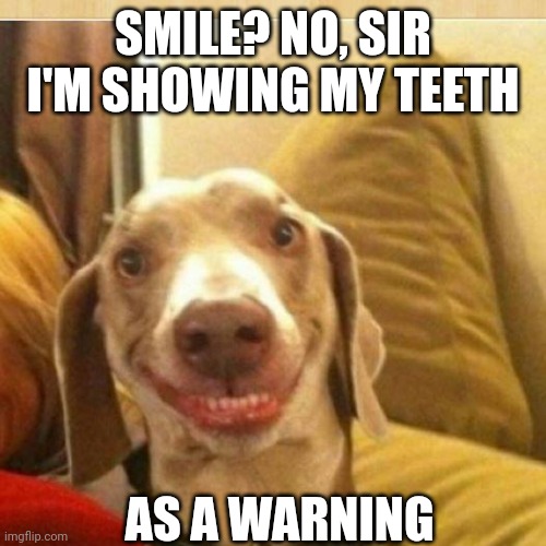 big smile doggie | SMILE? NO, SIR I'M SHOWING MY TEETH; AS A WARNING | image tagged in big smile doggie | made w/ Imgflip meme maker