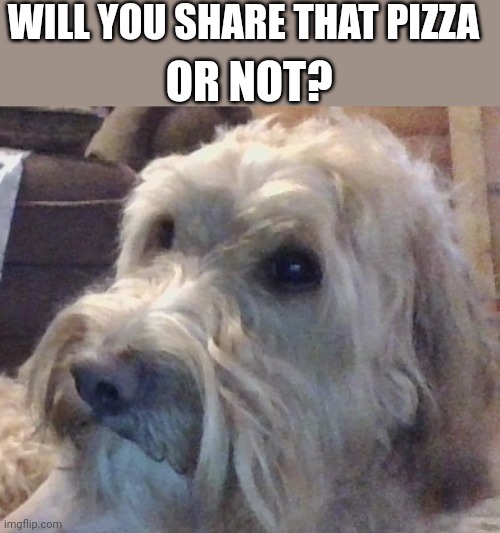 dog | WILL YOU SHARE THAT PIZZA; OR NOT? | image tagged in dog | made w/ Imgflip meme maker