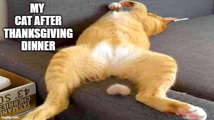 memes by Brad - My cat after Thanksgiving dinner - humor - | MY  CAT AFTER THANKSGIVING DINNER | image tagged in cats,funny,kitten,thanksgiving,dinner,humor | made w/ Imgflip meme maker