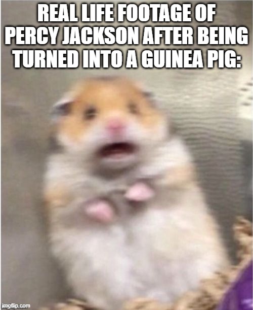 Scared Hamster | REAL LIFE FOOTAGE OF PERCY JACKSON AFTER BEING TURNED INTO A GUINEA PIG: | image tagged in scared hamster | made w/ Imgflip meme maker