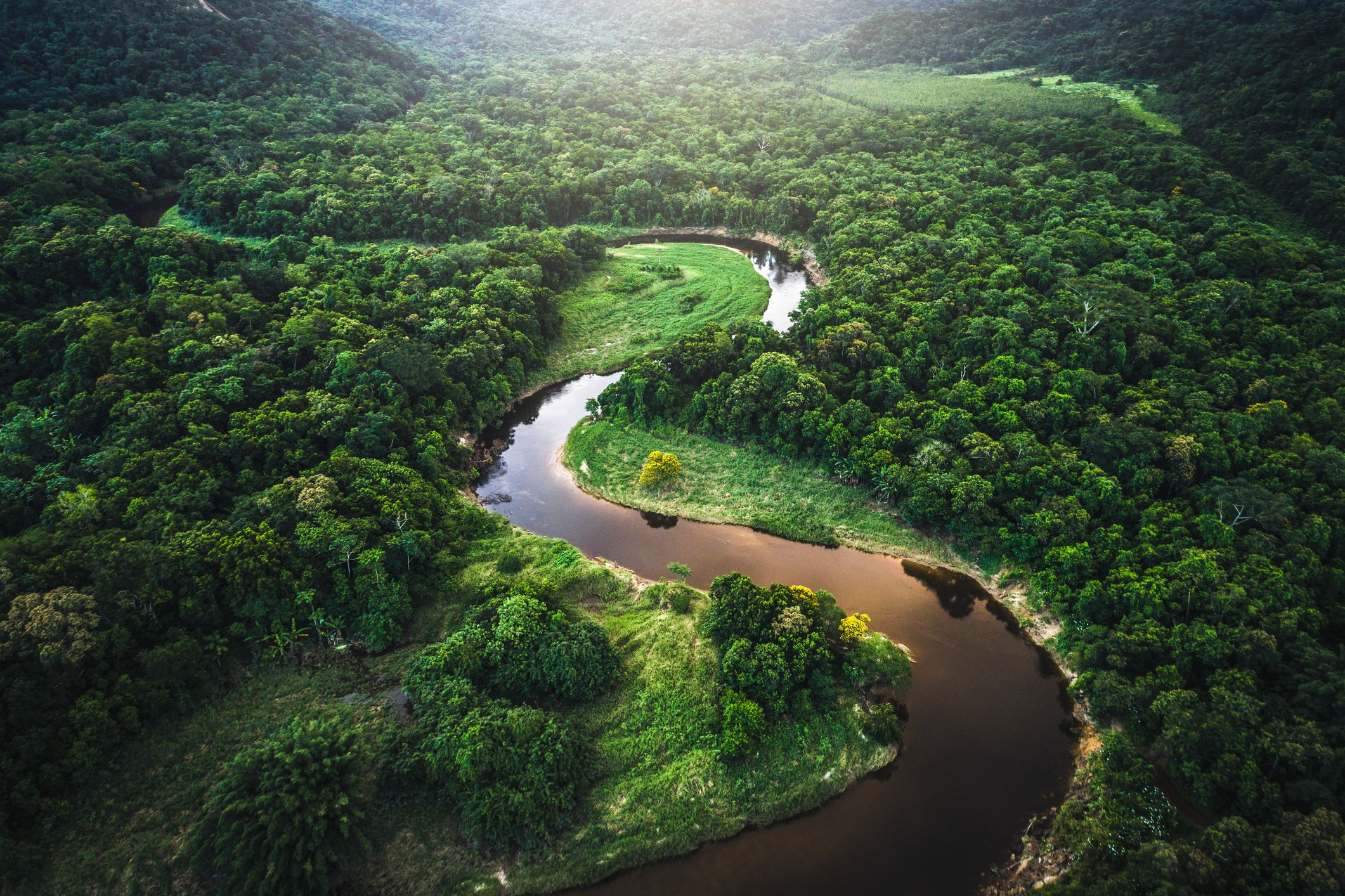 Amazon Rainforest Blank Meme Template