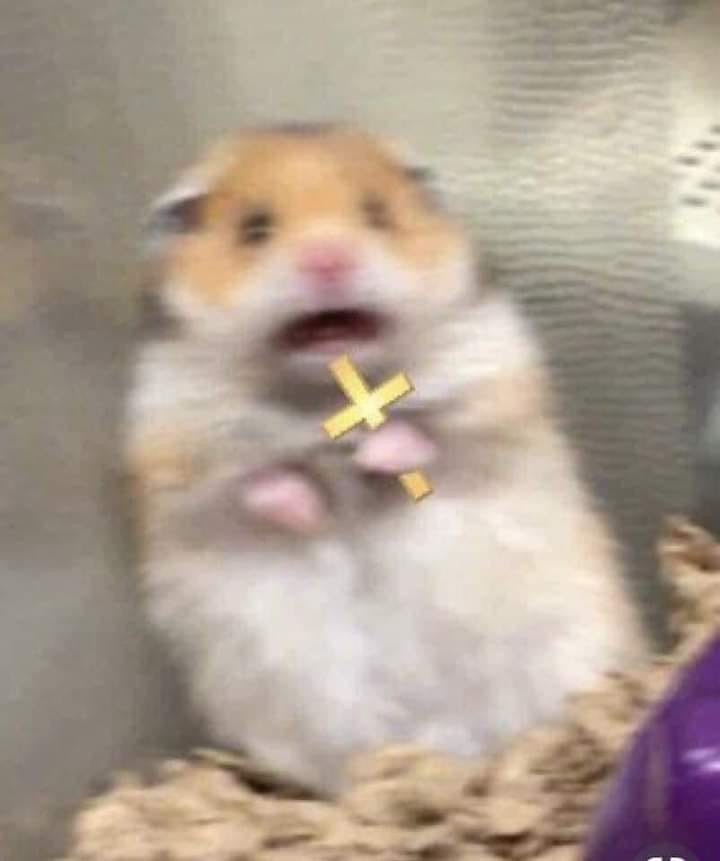 hamster crossing Blank Meme Template
