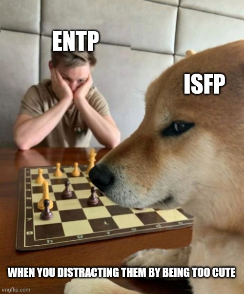 ENTP vs ISFP | ENTP; ISFP; WHEN YOU DISTRACTING THEM BY BEING TOO CUTE | image tagged in doge playing chess,isfp,entp,mbti,personality,winning | made w/ Imgflip meme maker