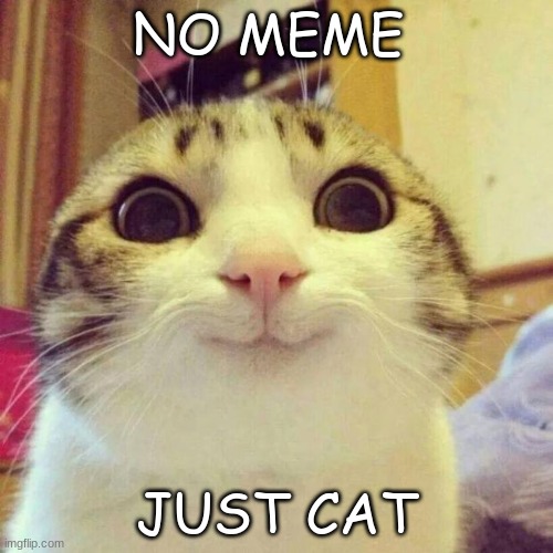 *Purring intensifies* | NO MEME; JUST CAT | image tagged in memes,smiling cat,cute,aww,so cute | made w/ Imgflip meme maker