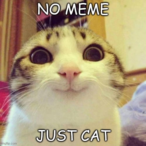 *Purring intensifies* | NO MEME; JUST CAT | image tagged in memes,smiling cat,cute,so cute,cats,cute cats | made w/ Imgflip meme maker