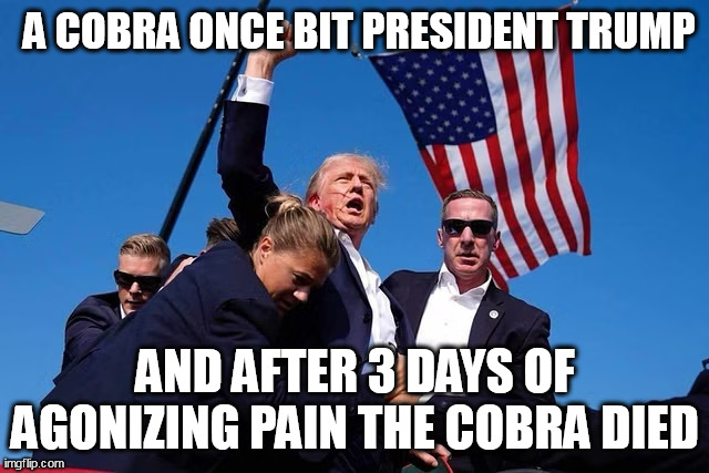 The Legend | A COBRA ONCE BIT PRESIDENT TRUMP; AND AFTER 3 DAYS OF AGONIZING PAIN THE COBRA DIED | image tagged in trump dodges bullet | made w/ Imgflip meme maker