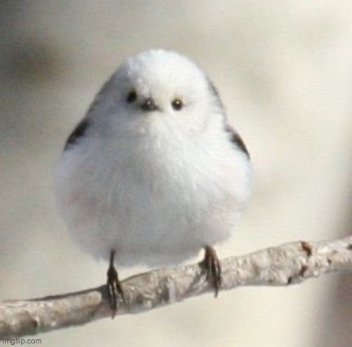 Long-tailed tit :D | image tagged in long tailed tit | made w/ Imgflip meme maker