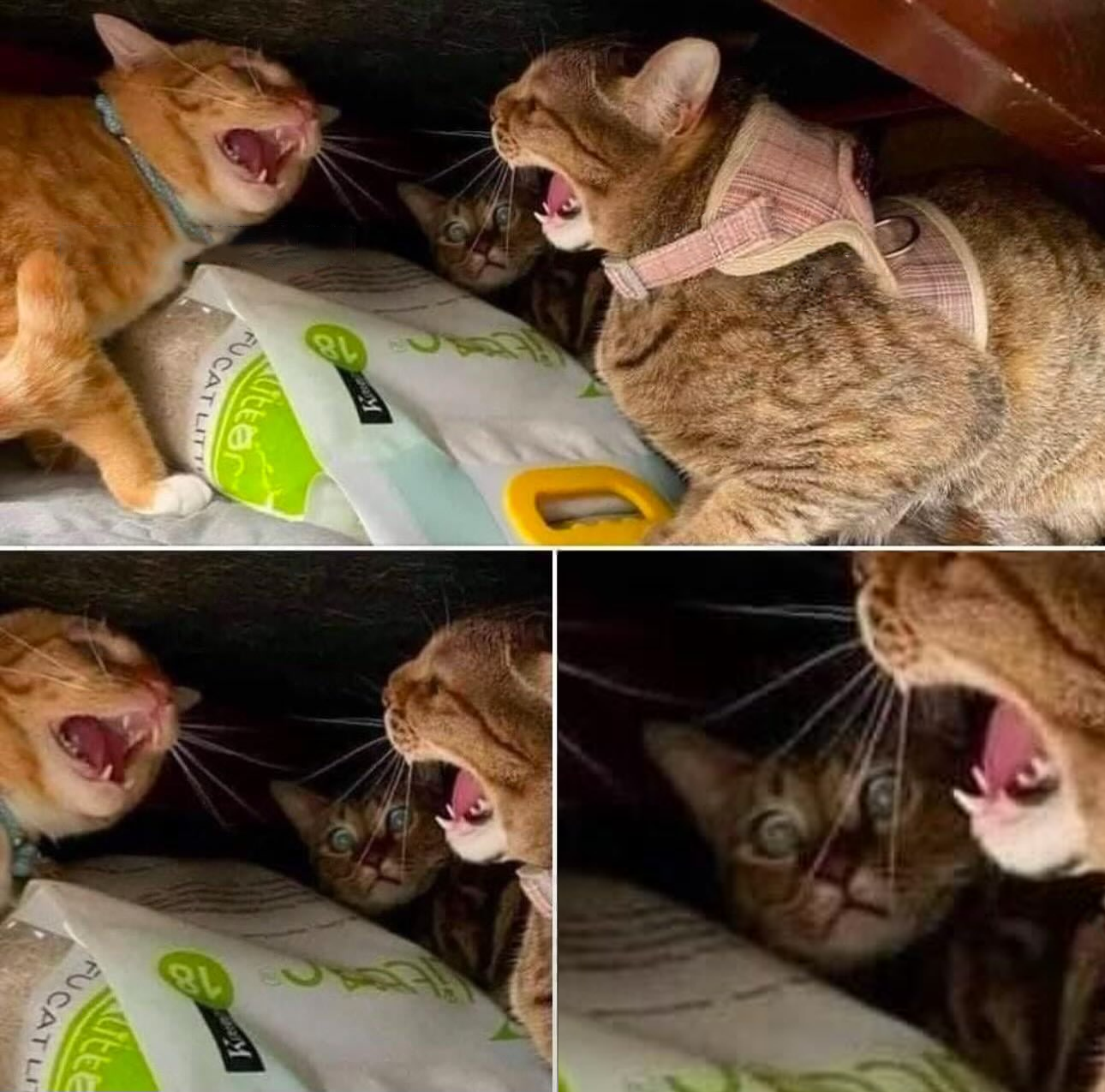 Two cats fighting, one not Blank Meme Template