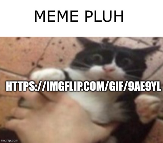 https://imgflip.com/gif/9ae9yl | MEME PLUH; HTTPS://IMGFLIP.COM/GIF/9AE9YL | image tagged in cat caught in 4 k | made w/ Imgflip meme maker