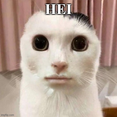 HEICAT | HEI | image tagged in my honest reaction | made w/ Imgflip meme maker