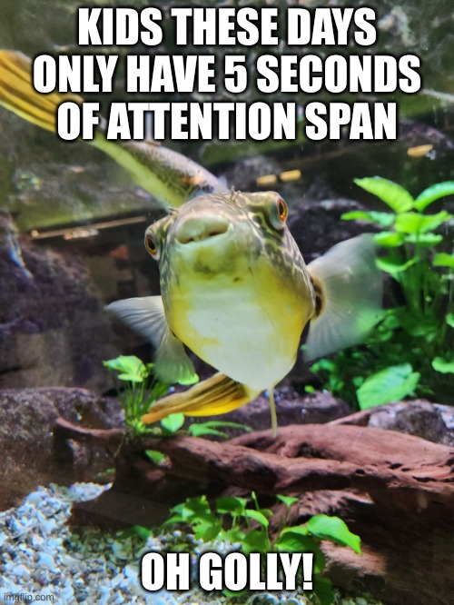 Goldfish Attention Spans | KIDS THESE DAYS ONLY HAVE 5 SECONDS OF ATTENTION SPAN; OH GOLLY! | image tagged in nerdfish,gen alpha,pay attention | made w/ Imgflip meme maker