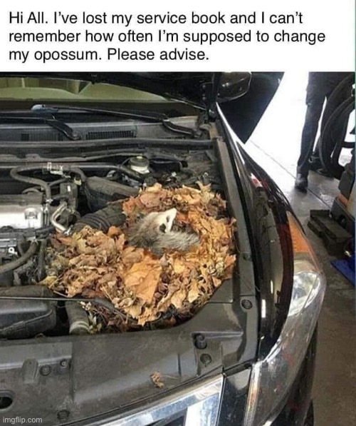 Change your what? | image tagged in car,service,mechanic,animal mechanicals,opossum | made w/ Imgflip meme maker