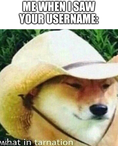 What in tarnation dog | ME WHEN I SAW YOUR USERNAME: | image tagged in what in tarnation dog | made w/ Imgflip meme maker