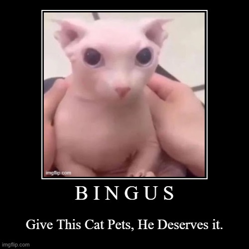 *Pat Pat Intensifies* | B I N G U S | Give This Cat Pets, He Deserves it. | image tagged in funny,demotivationals | made w/ Imgflip demotivational maker