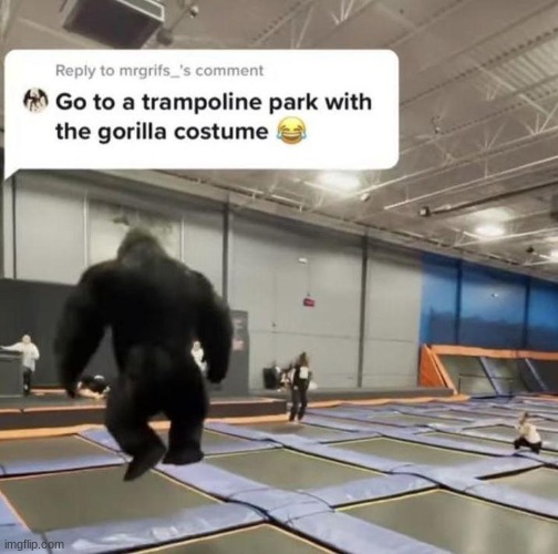 gorilla | image tagged in gifs,memes,funny,shitpost,gorilla,trampoline | made w/ Imgflip meme maker