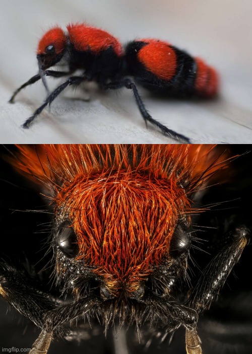 Velvet Cowkiller Ant (that's a wasp): deadlier than a bee, wasp, hornet | image tagged in insects,pictures | made w/ Imgflip meme maker