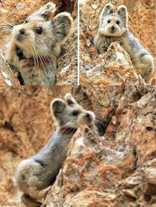 Rare "Magic Rabbit" Spotted After 20 Years | image tagged in rabbits,pictures | made w/ Imgflip meme maker