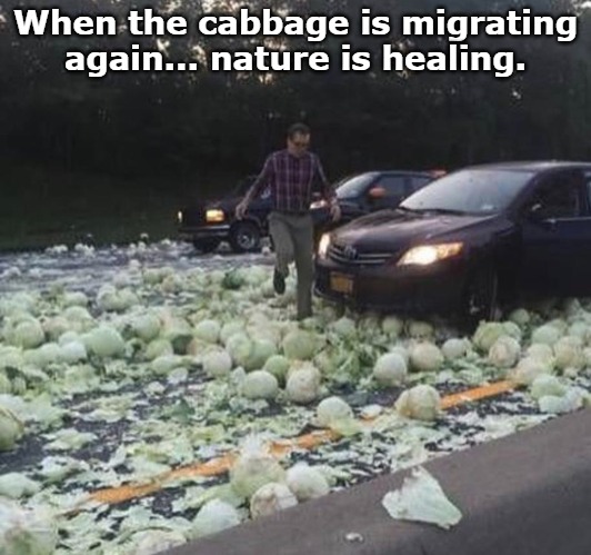 When the cabbage is migrating again... nature is healing. | image tagged in hokey | made w/ Imgflip meme maker