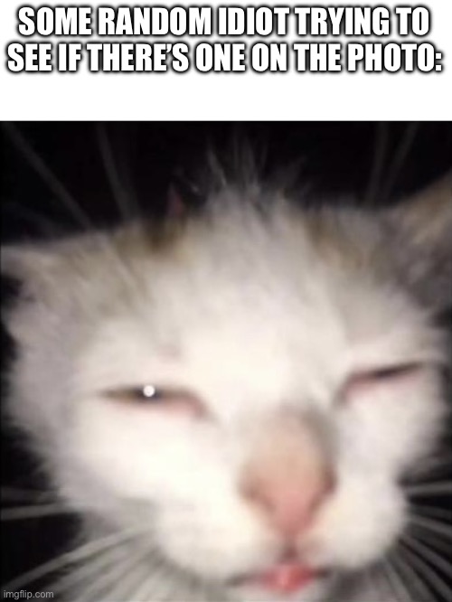 squinting cat | SOME RANDOM IDIOT TRYING TO SEE IF THERE’S ONE ON THE PHOTO: | image tagged in squinting cat | made w/ Imgflip meme maker