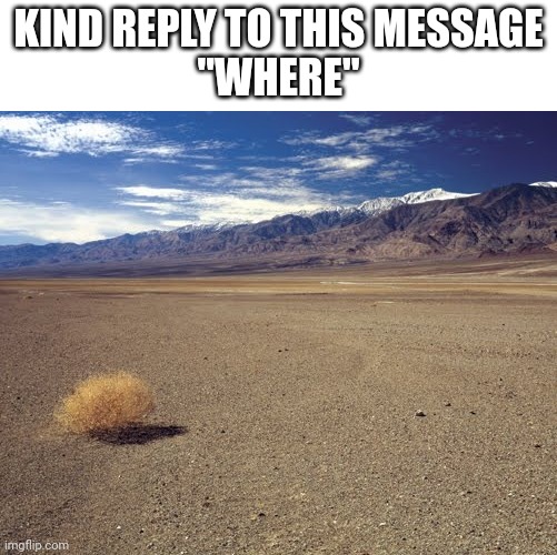 desert tumbleweed | KIND REPLY TO THIS MESSAGE
"WHERE" | image tagged in desert tumbleweed | made w/ Imgflip meme maker