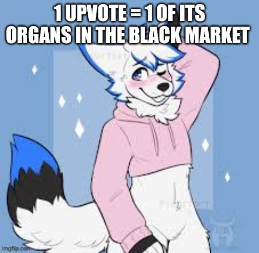 Femboy furry | 1 UPVOTE = 1 OF ITS ORGANS IN THE BLACK MARKET | image tagged in femboy furry | made w/ Imgflip meme maker