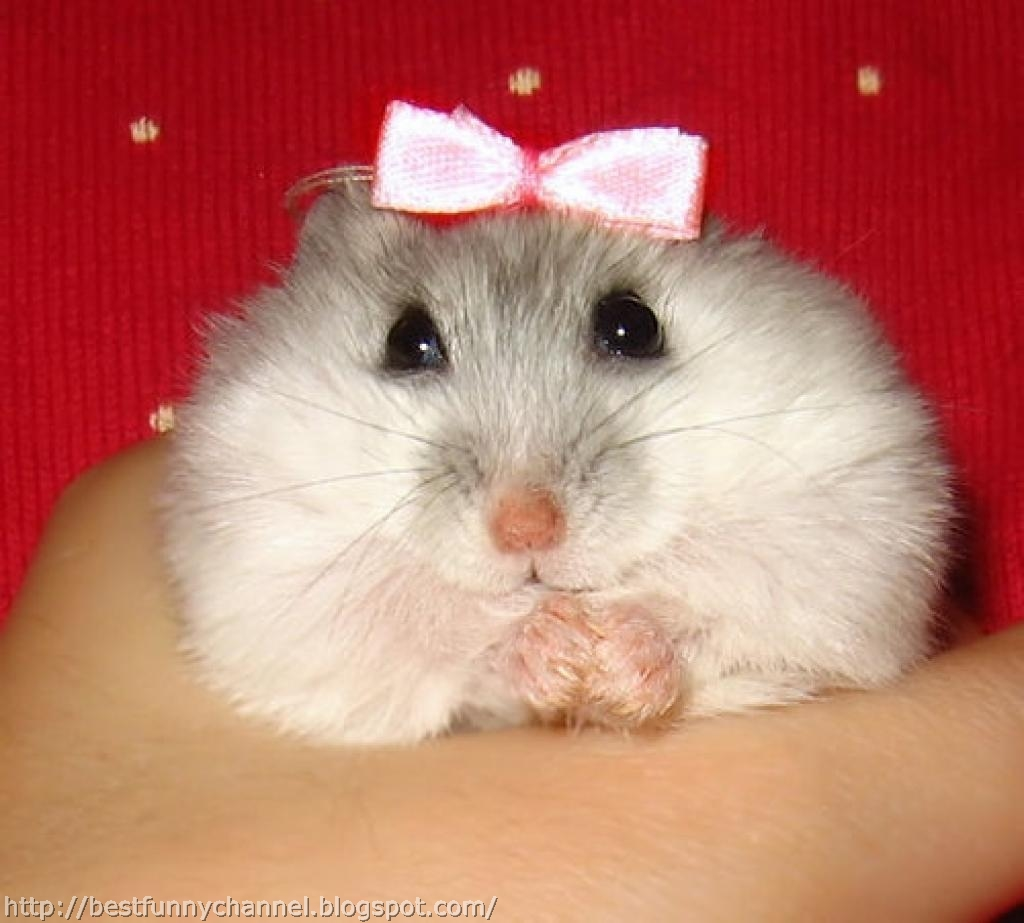 Cute hamster LGTM Blank Meme Template