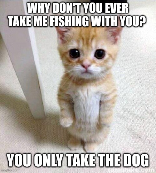 Fishing | WHY DON'T YOU EVER TAKE ME FISHING WITH YOU? YOU ONLY TAKE THE DOG | image tagged in memes,cute cat,funny memes | made w/ Imgflip meme maker